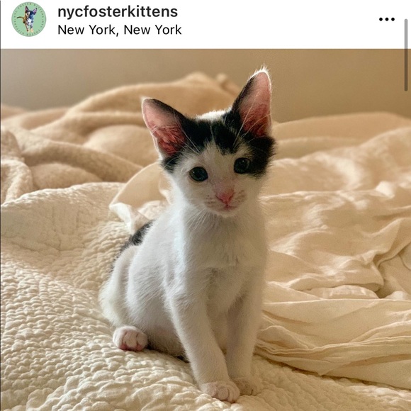 Foster Kitten Love 😻 - Picture 11 of 16